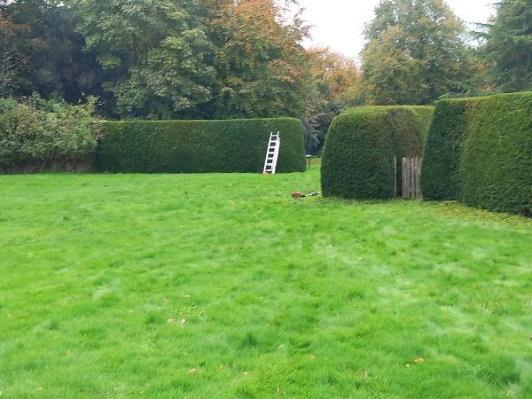 Branching Out Tree Work and Hedge Cutting