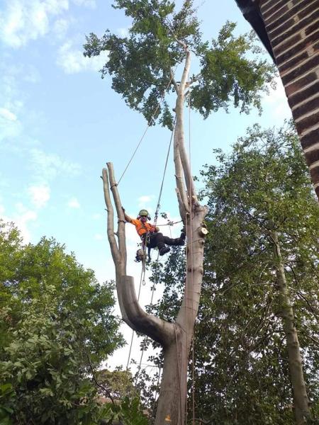 Sky High Tree Services & Ground Maintenance