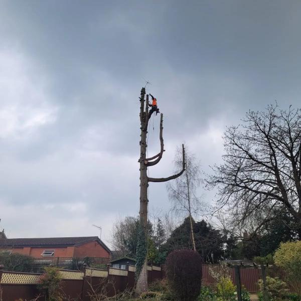 Mills Tree Services