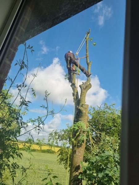 Freemans Tree Care Specialist