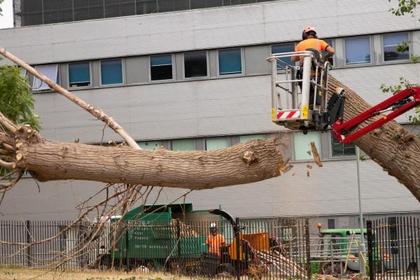 M B Trees (East Anglia) Ltd