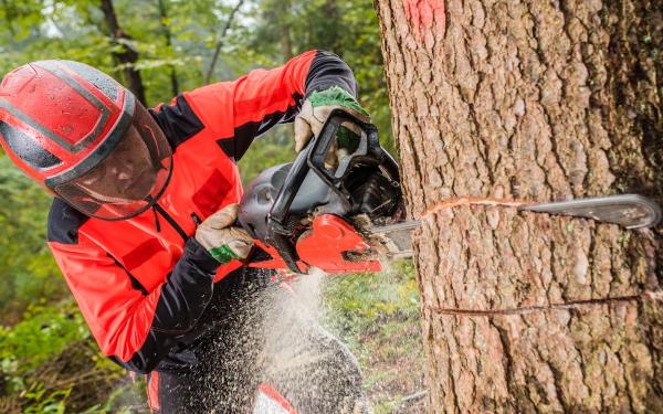 Tree Surgeon Bradford