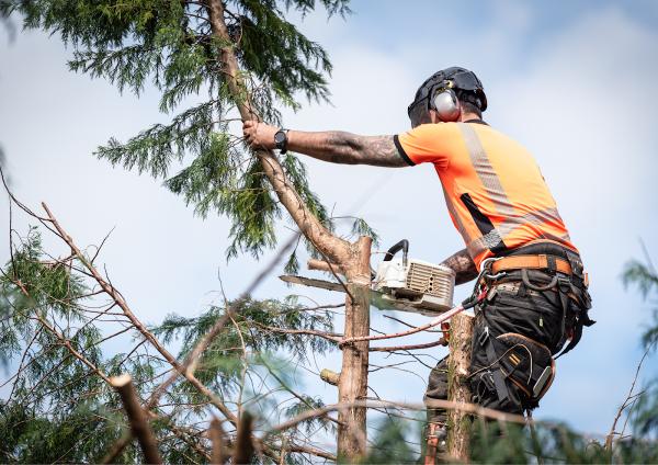 Tree Surgeon Bradford