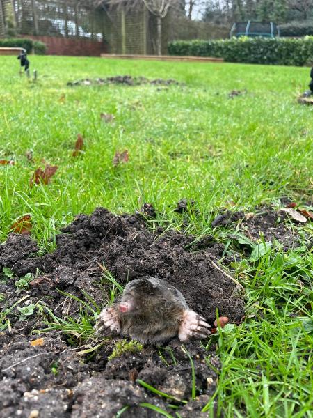 Ringwood Pest Control