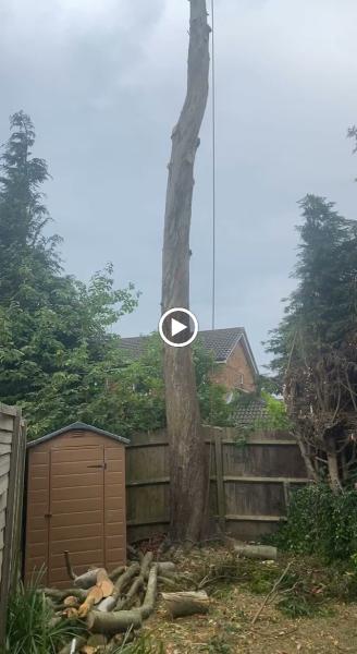 GM Frazer Tree Surgery