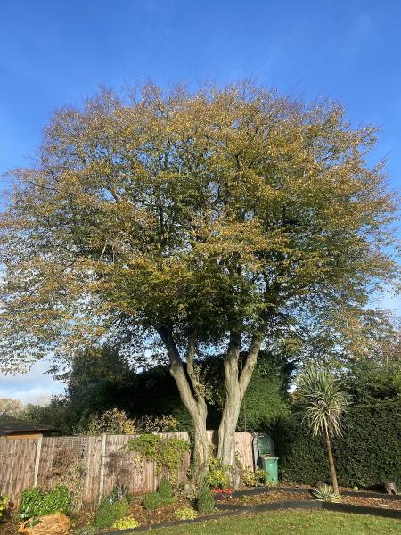 GM Frazer Tree Surgery