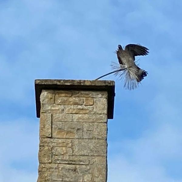 Cosshalls Chimney Sweeping