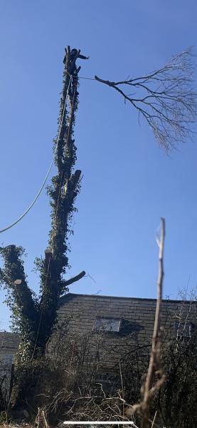 Black Thorn Tree Surgery