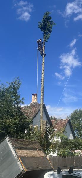 Black Thorn Tree Surgery