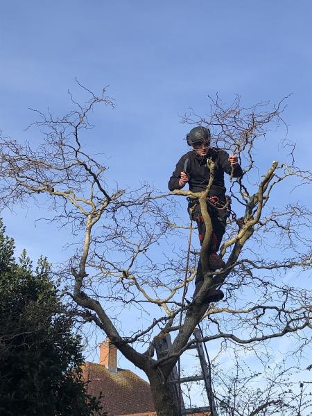 Black Thorn Tree Surgery