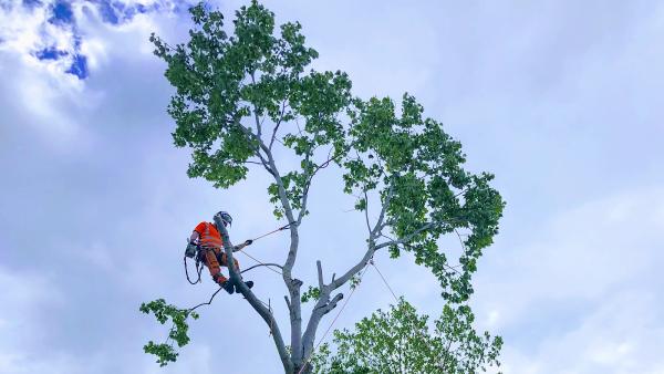 Impact Treescape Ltd