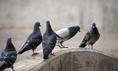 Accy Pest Control