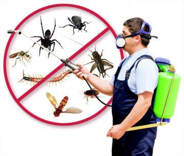 Pest Control Glasgow Services