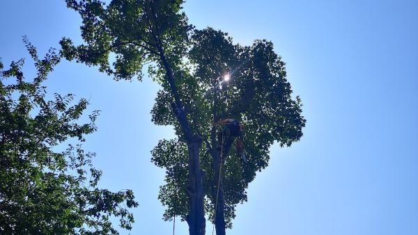 Three Leaf Trees