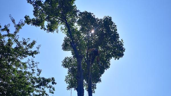 Three Leaf Trees