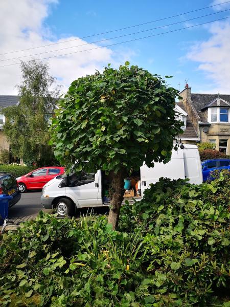 Three Leaf Trees