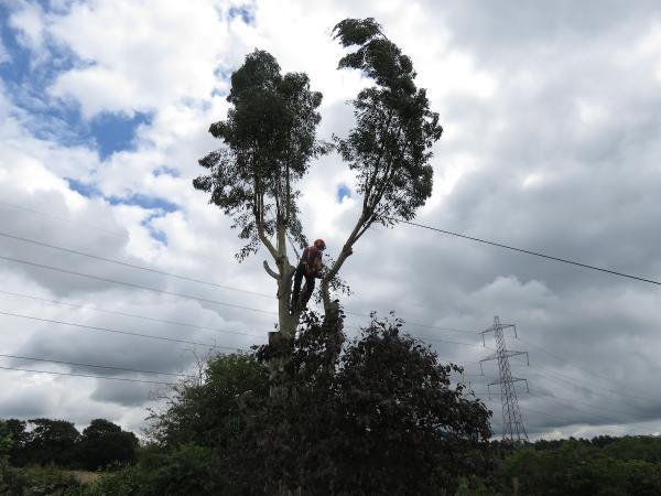 Woodpecker Tree Surgeons LTD