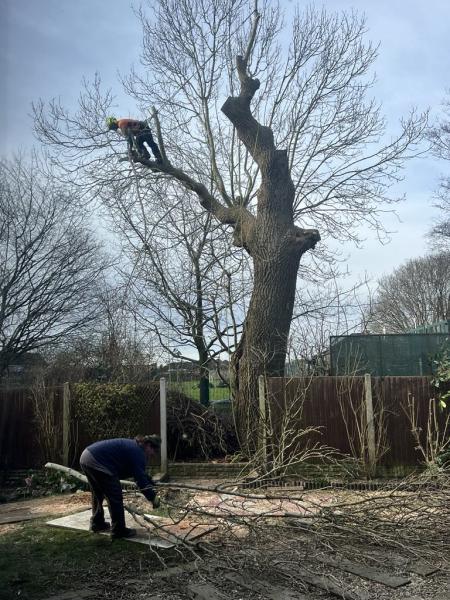 Richwood Tree Services