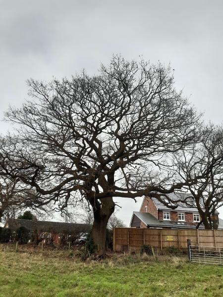 Cheshire Tree Surveys and Arboriculture