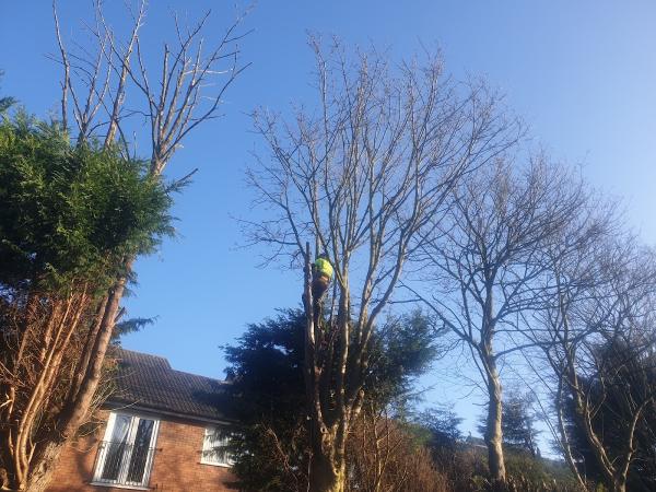 Evergreen Landscape and Tree Services Ltd