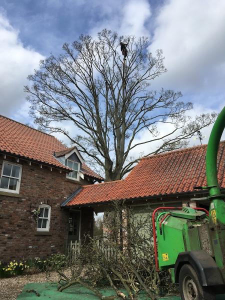 HPL Tree Surgeons