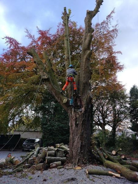 Emery Tree Care & Landscapes Ltd