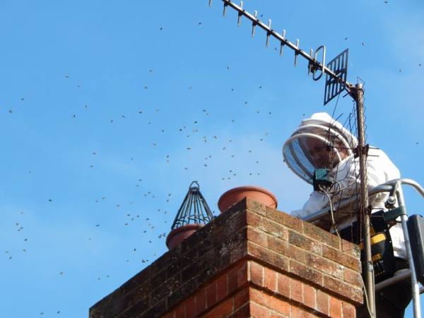 Acorn Pest and Country Services