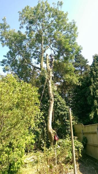 Dedham Vale Tree Surgery