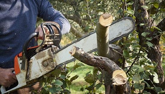 Tree Star Maintenance