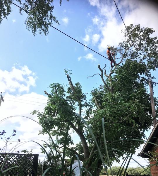Ant Wallace Tree Services Ltd