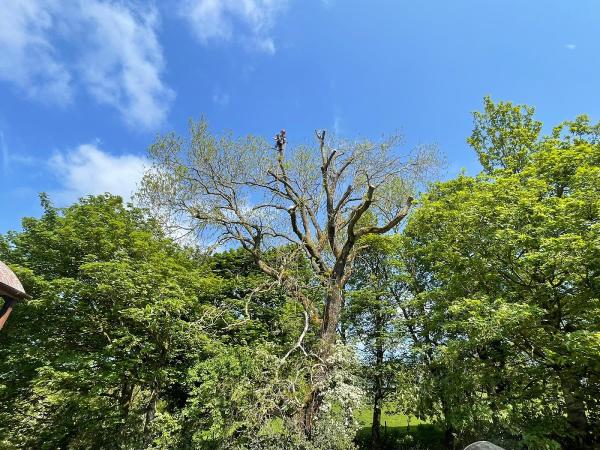 Canopy Tree Care