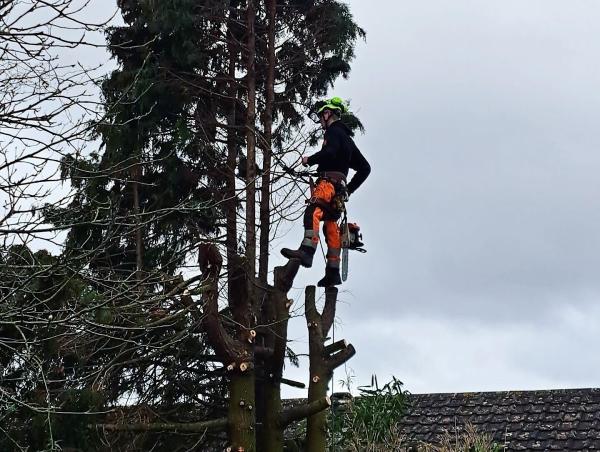 Clearcut Tree Surgery