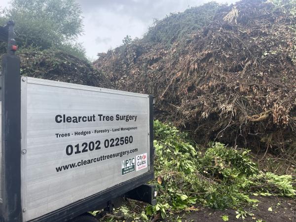 Clearcut Tree Surgery