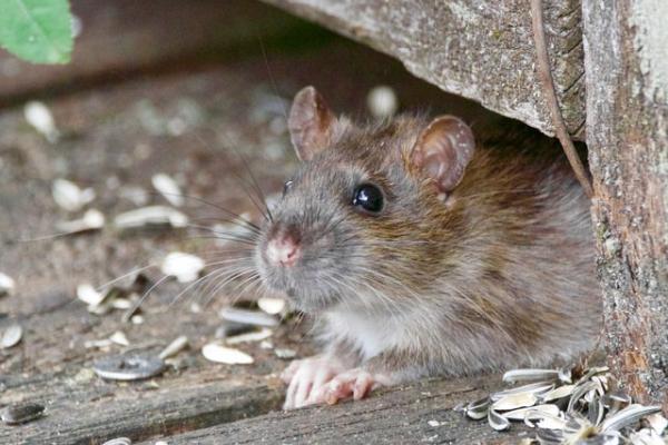 Servicecare Pest Solutions