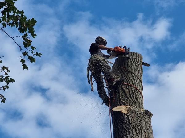 Austin Tree Care