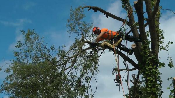 Tree Arborist Ltd