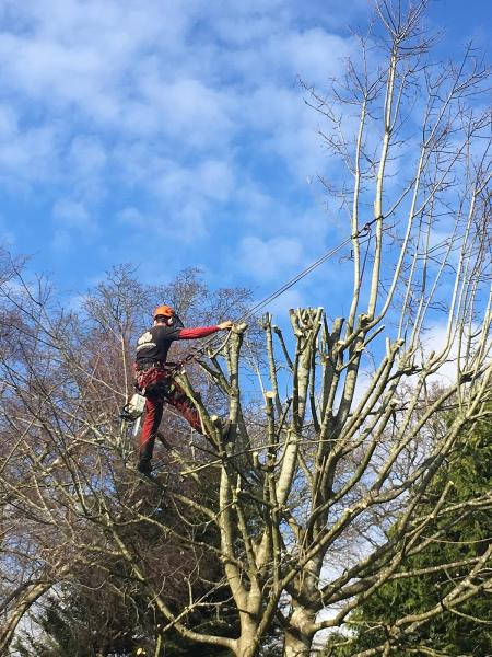 South Downs Tree Services