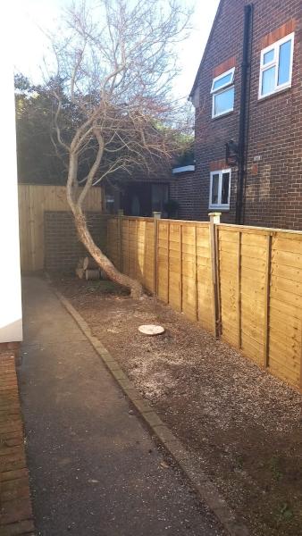 South Downs Tree Services