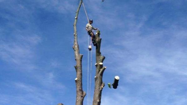 Monet Tree Care Ltd