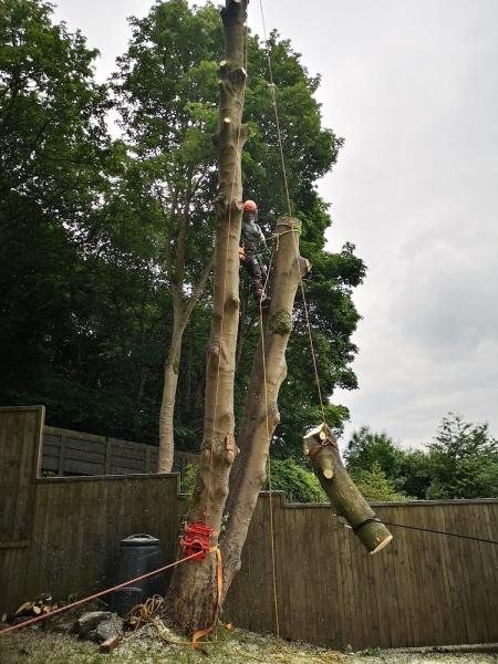 Meristem Arboriculture & Forestry LTD