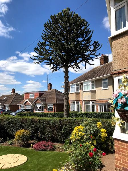 Thompson Tree Northants