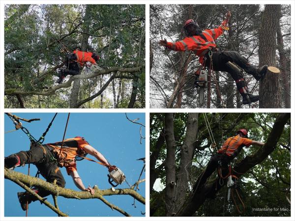 Tree Beard Tree Surgery Ltd