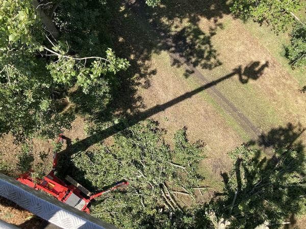 Woodcroft Arboriculture