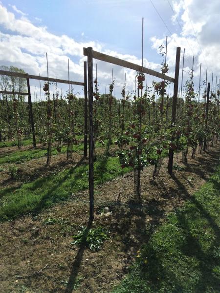 Suffolk Fruit & Trees