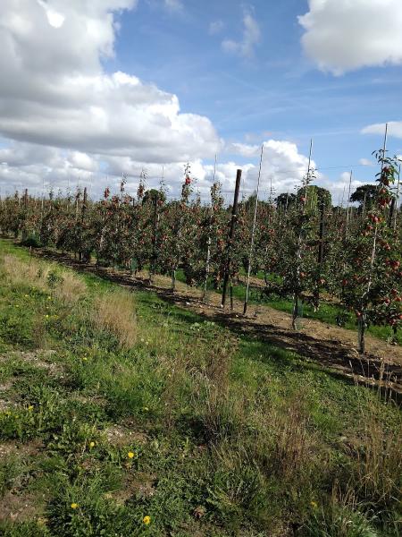 Suffolk Fruit & Trees