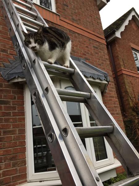 SF Window Cleaning