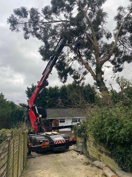 Neil Shadbolt Tree Surgery Ltd