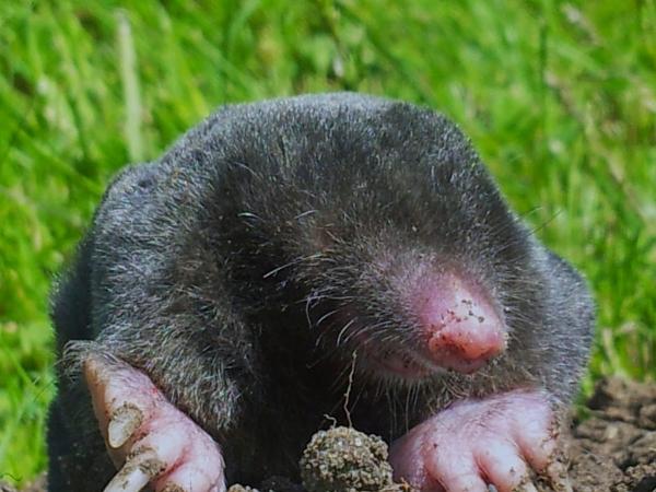 A12 Pest Management