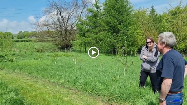 Hawk Walks Falconry Experiences N.I