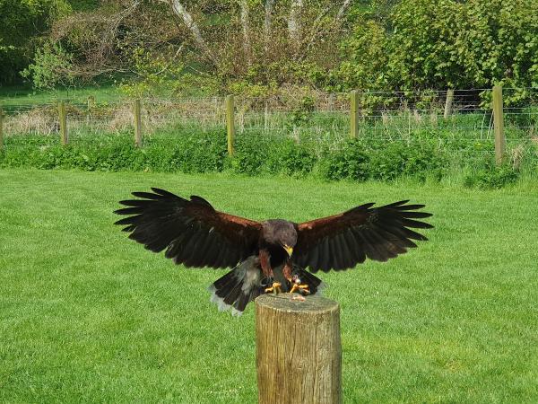 Hawk Walks Falconry Experiences N.I